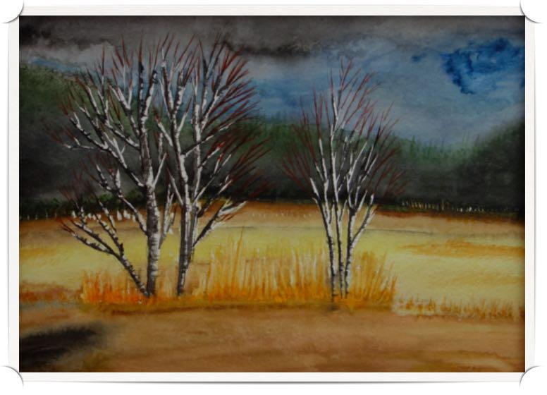 Bouleaux solitaires